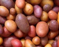 Немного о картофеле